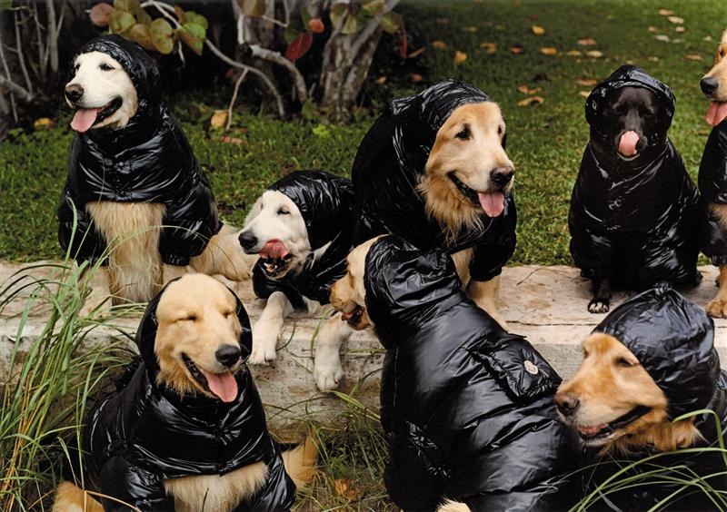 Moncler chien hotsell